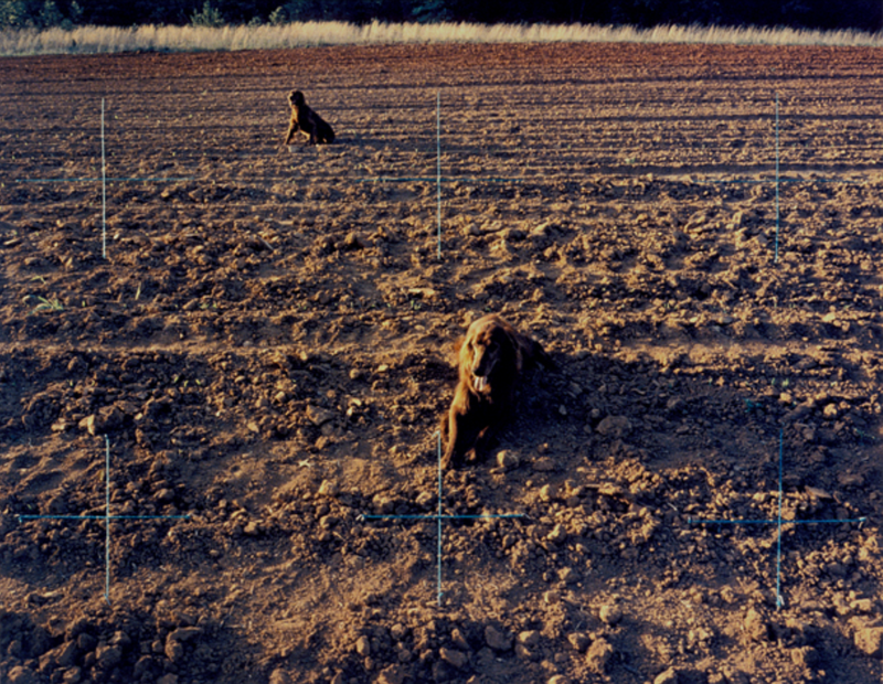 Red setters in red field.png